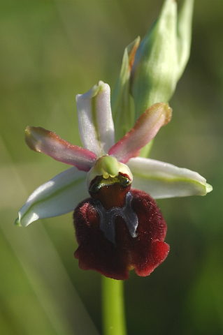 Ophrys Sphegodes ?