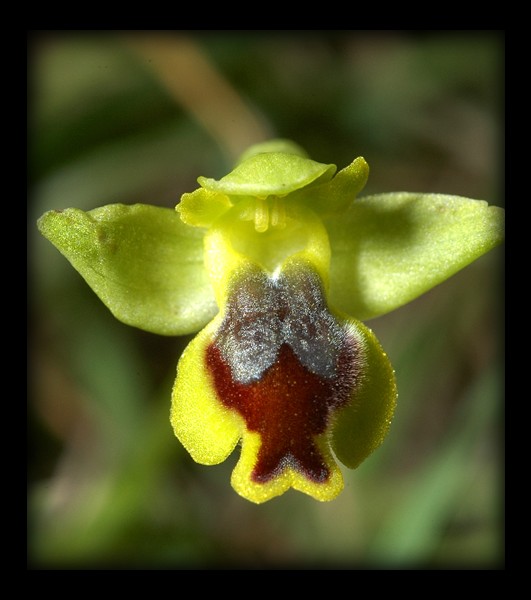 Ophrys sicula