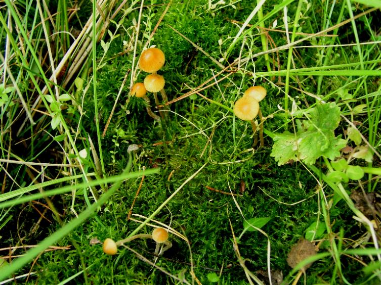 Galerina  nel Parco Naz. della Sila