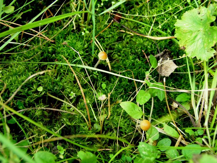 Galerina  nel Parco Naz. della Sila