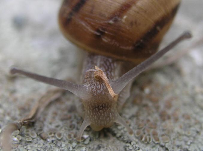 Helix (Helix) calabrica  Westerlund,1876