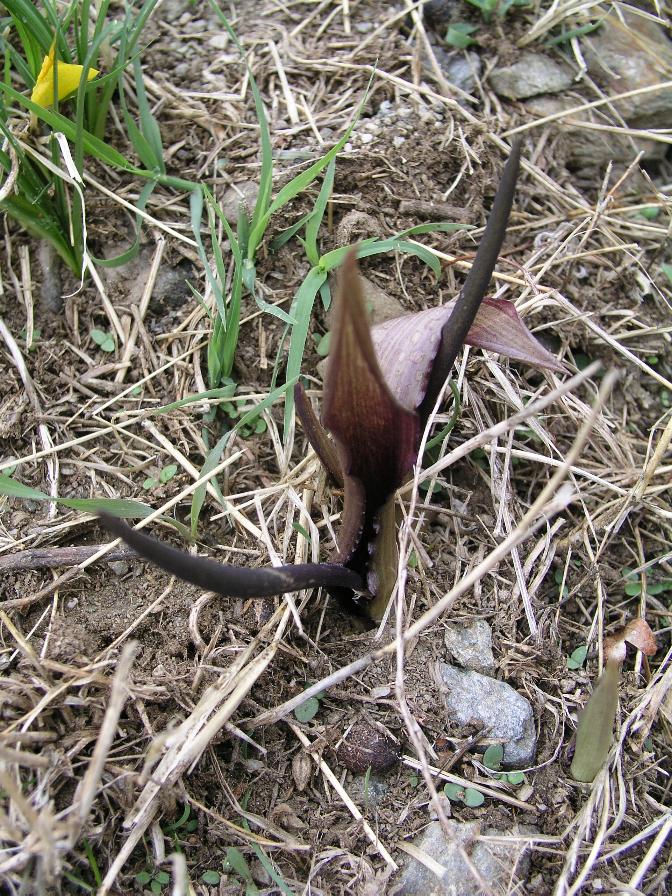 Biarum tenuifolium / Gigaro a foglie sottili