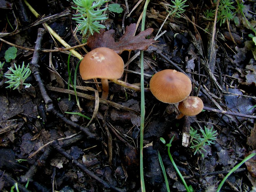 Galerina Calabresi 21.11.07