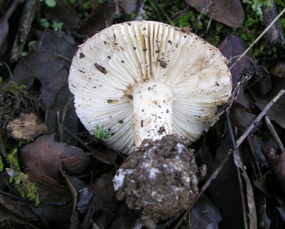 Amanita curtipes