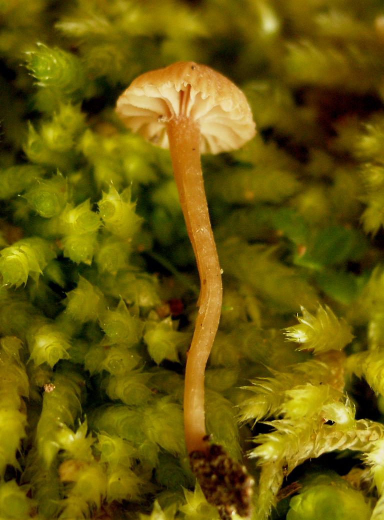 Galerina calabrese n 2 -  2008