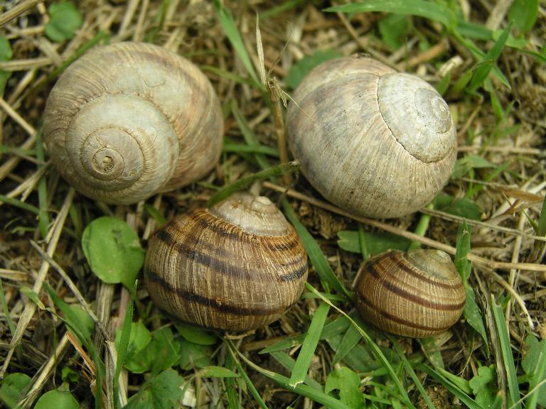 Helix (Helix) calabrica  Westerlund,1876