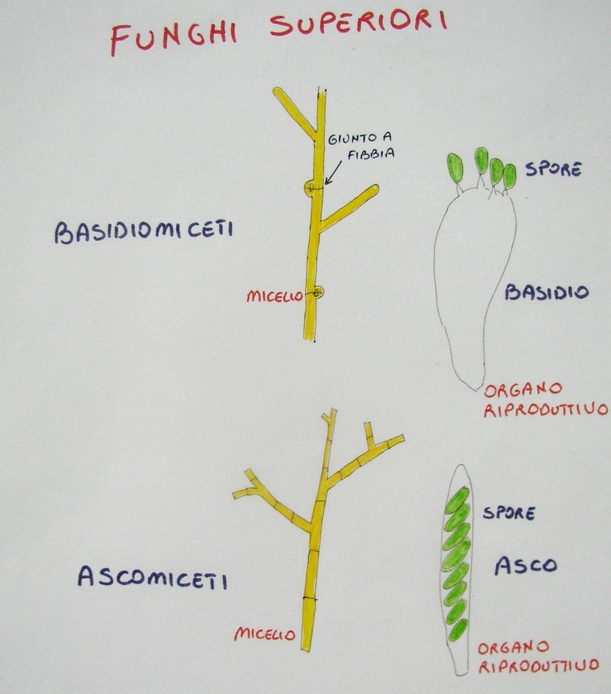 una mostra micologica