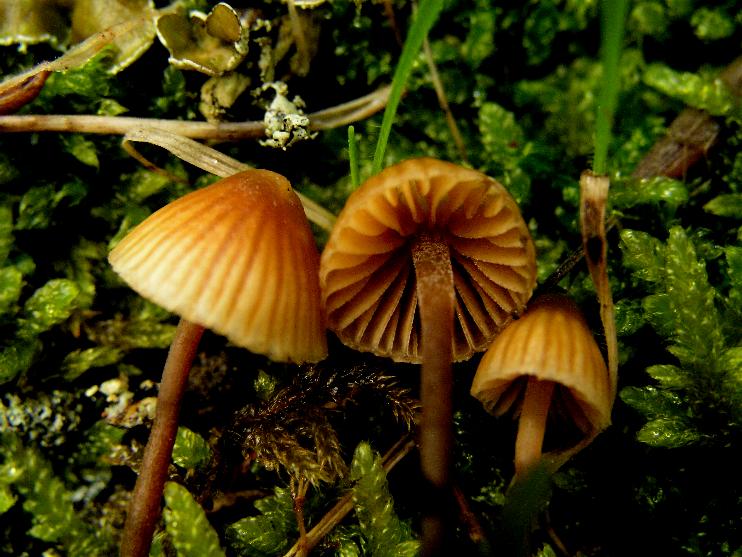 Galerina calabrese 02.12.07