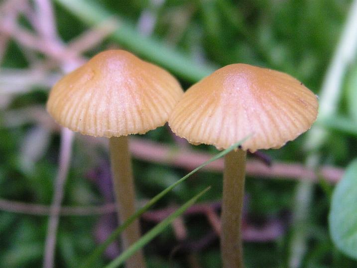 Galerina  nel Parco Naz. della Sila