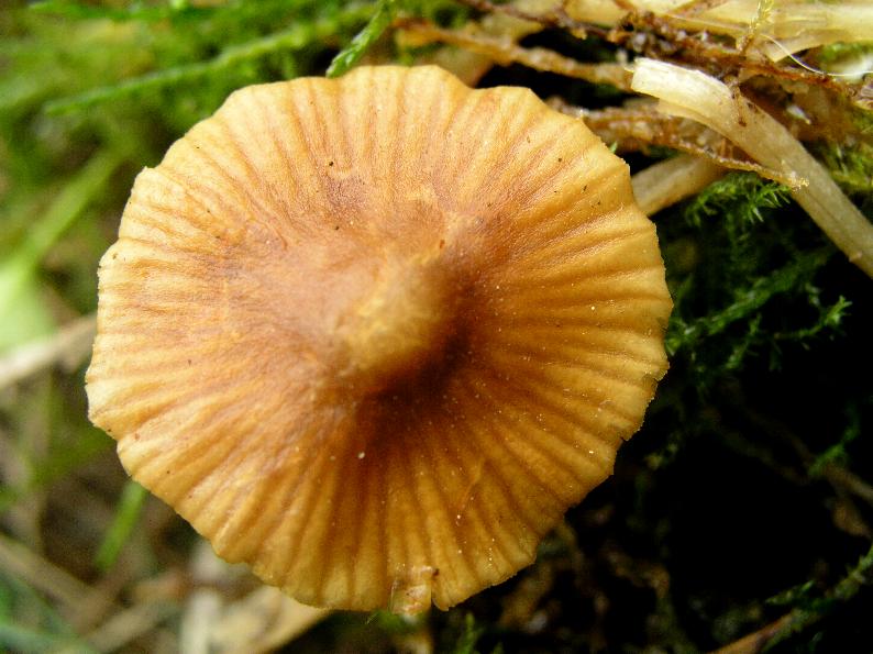 Galerina  nel Parco Naz. della Sila