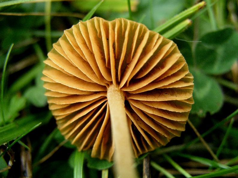 Galerina  nel Parco Naz. della Sila