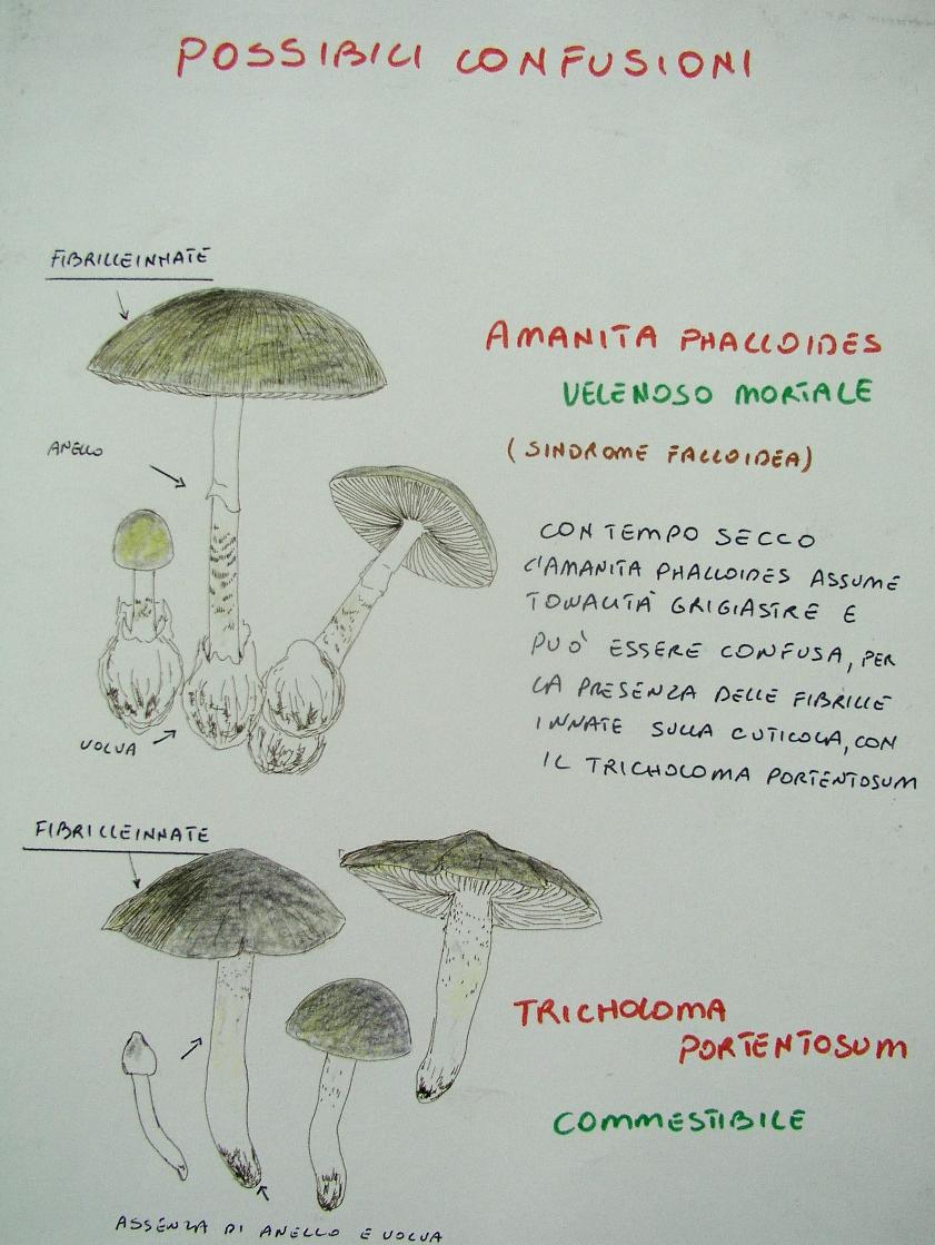 una mostra micologica