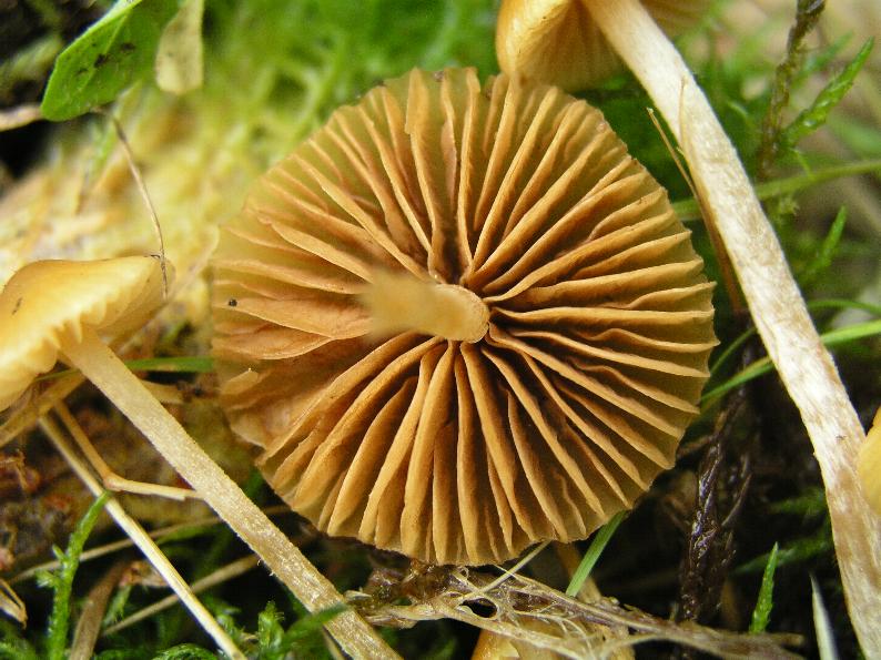 Galerina  nel Parco Naz. della Sila