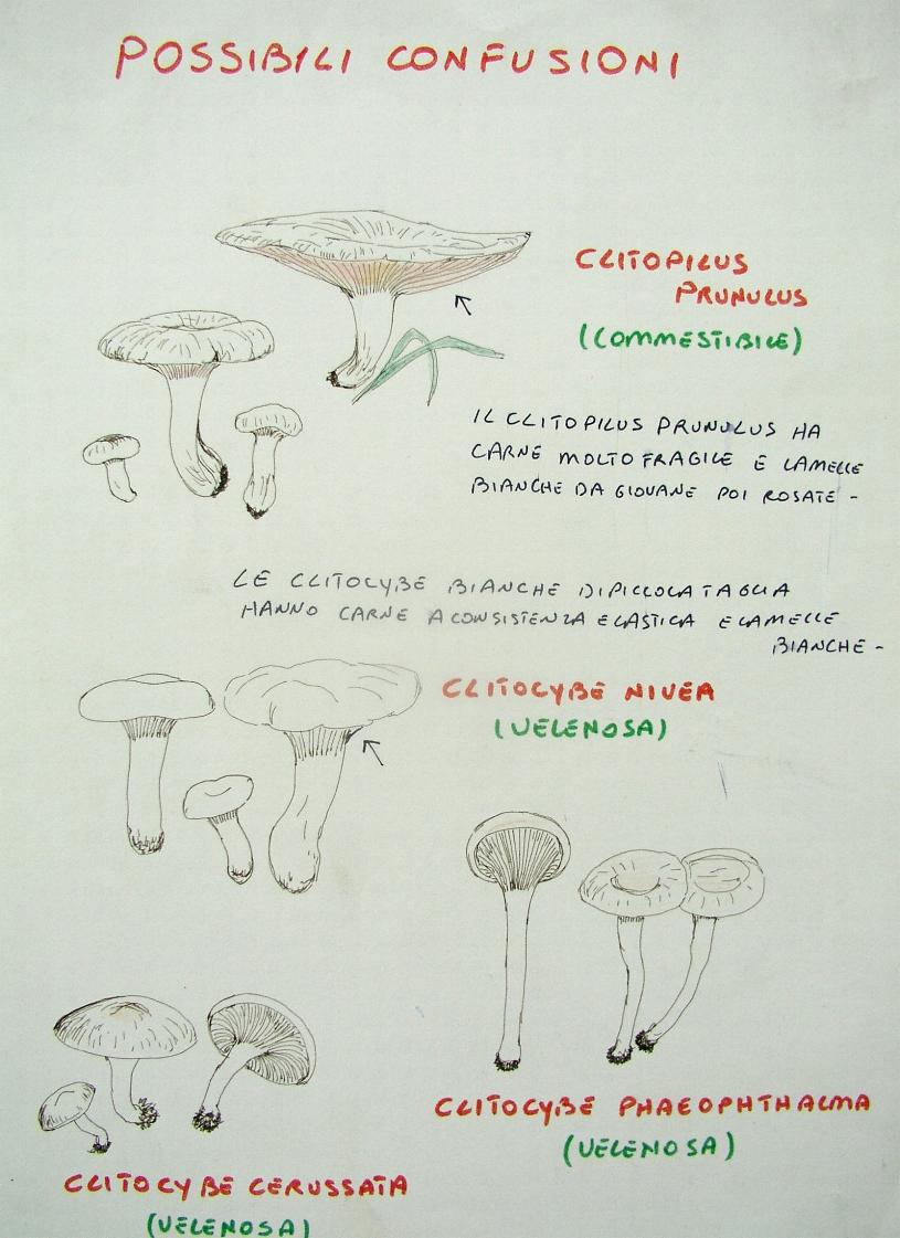 una mostra micologica