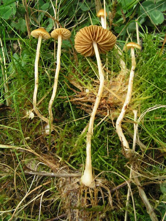 Galerina  nel Parco Naz. della Sila