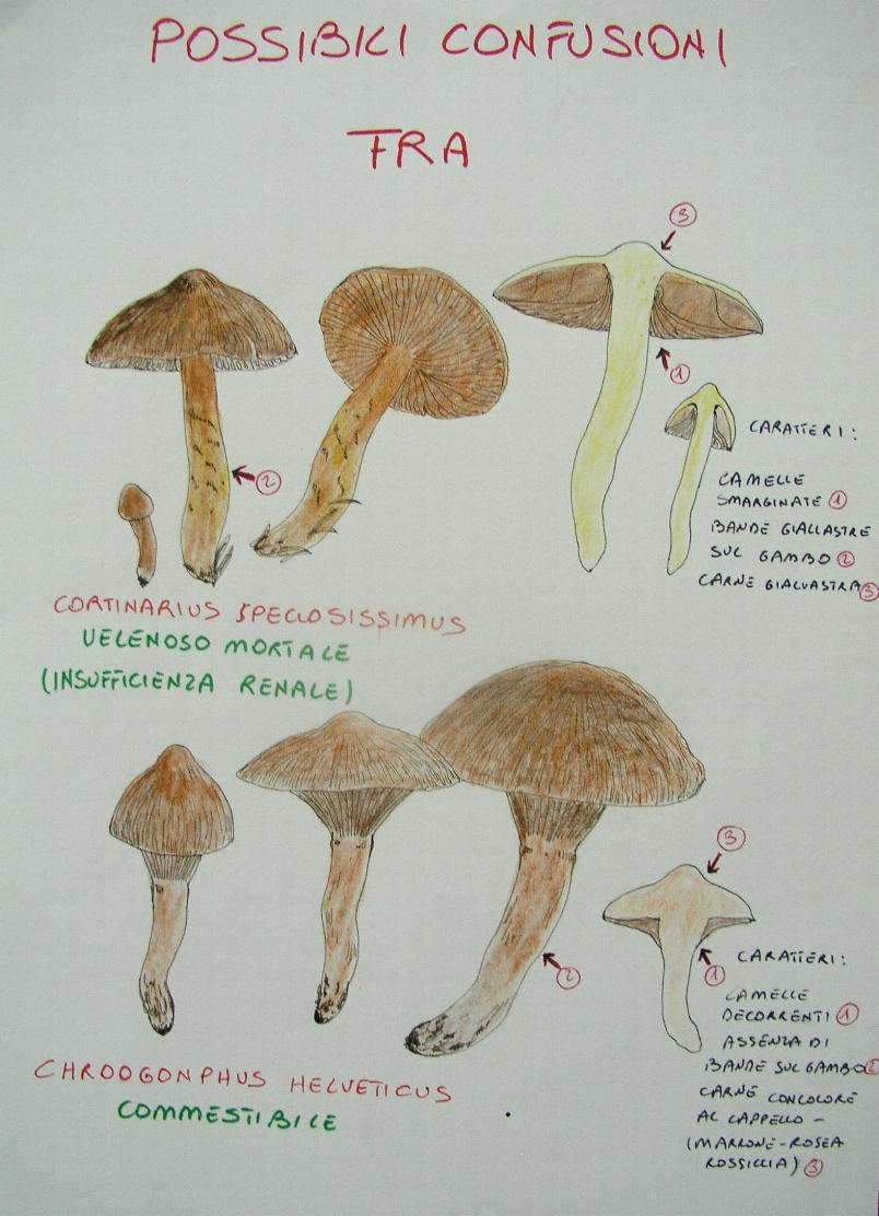 una mostra micologica