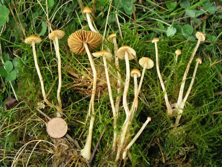 Galerina  nel Parco Naz. della Sila