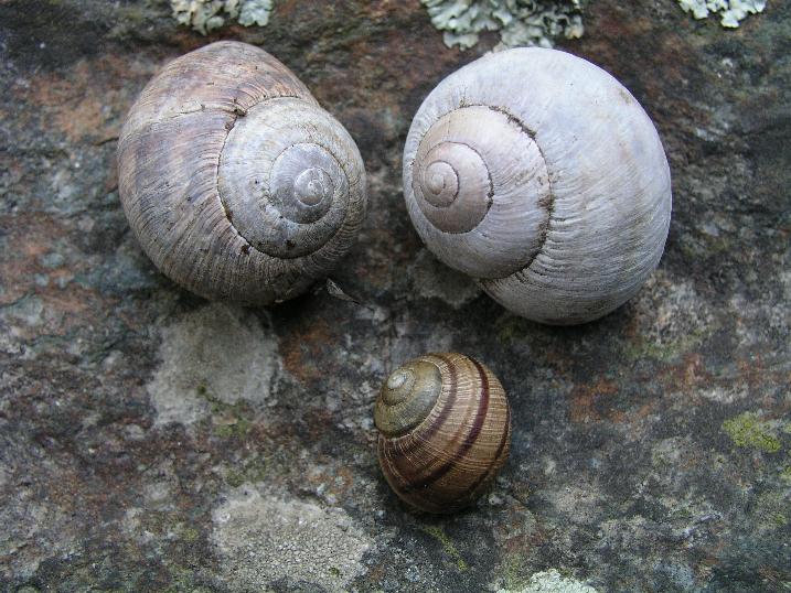 Helix (Helix) calabrica  Westerlund,1876