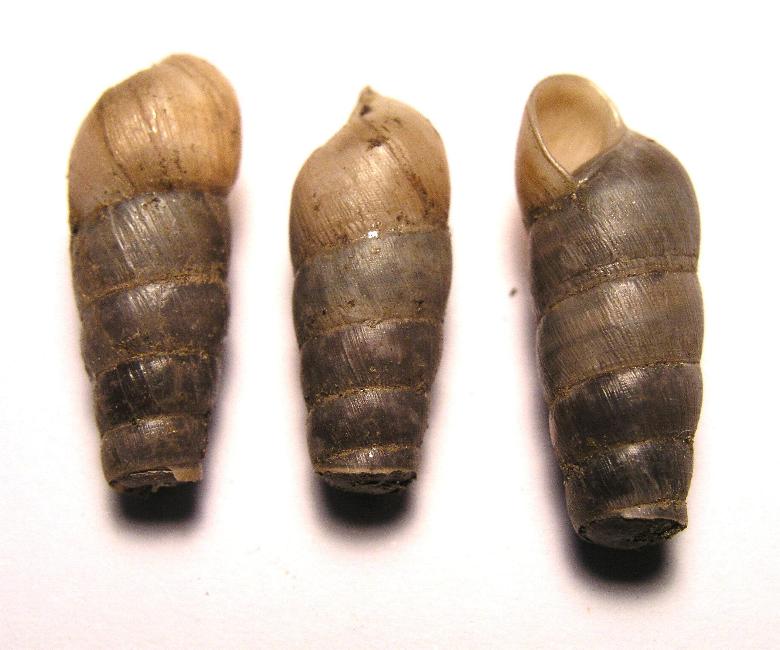 Subulinidae