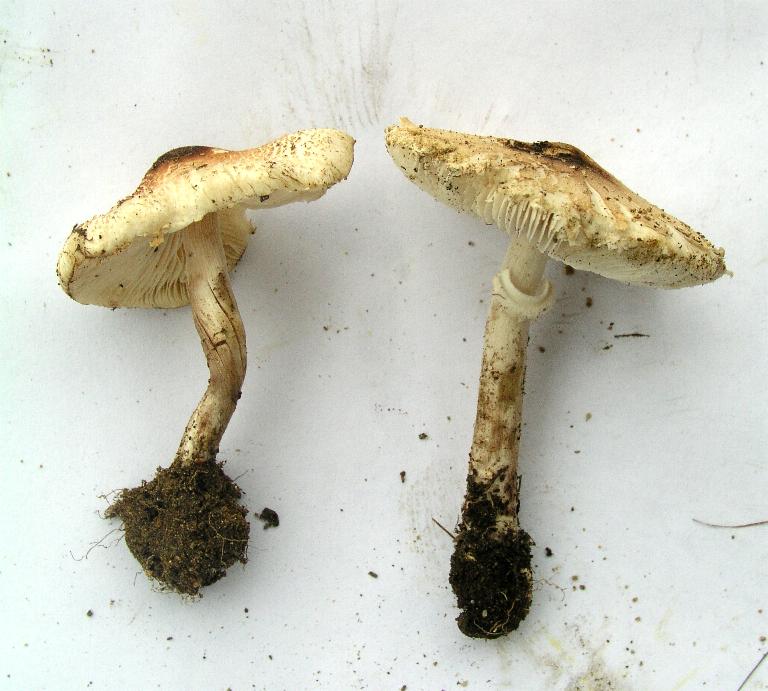 Funghi pericolosi