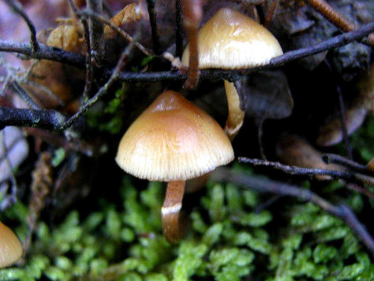 Galerina Calabresi 21.11.07