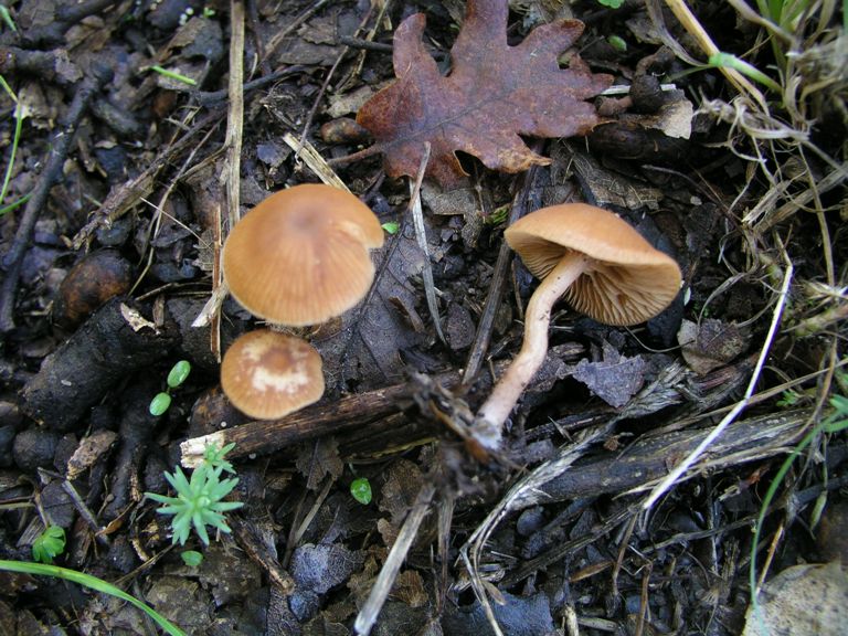 Galerina Calabresi 21.11.07