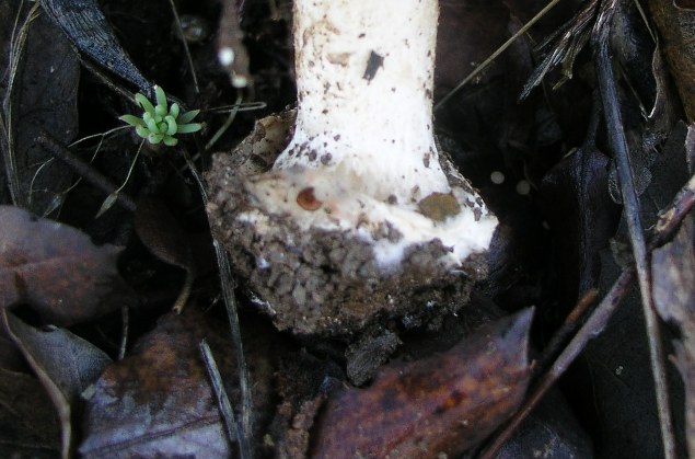 Amanita curtipes