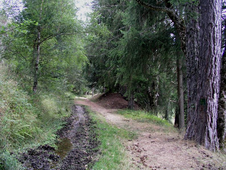 Galerina  nel Parco Naz. della Sila