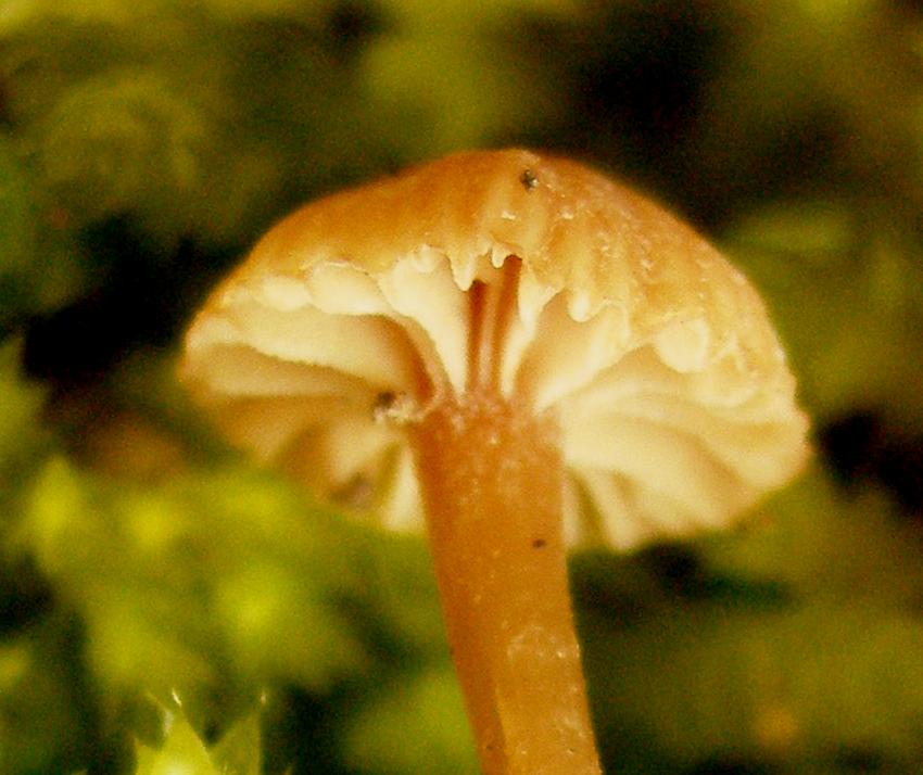 Galerina calabrese n 2 -  2008