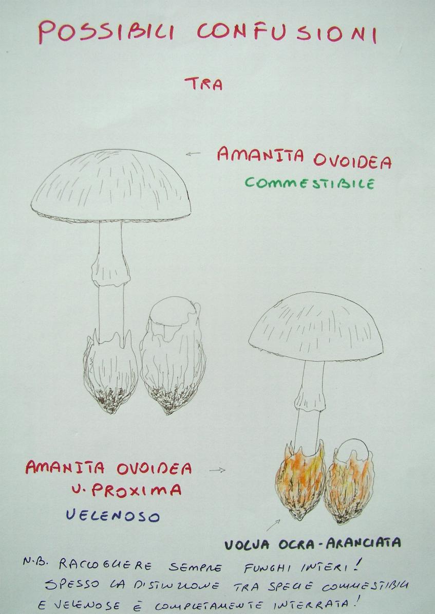 una mostra micologica