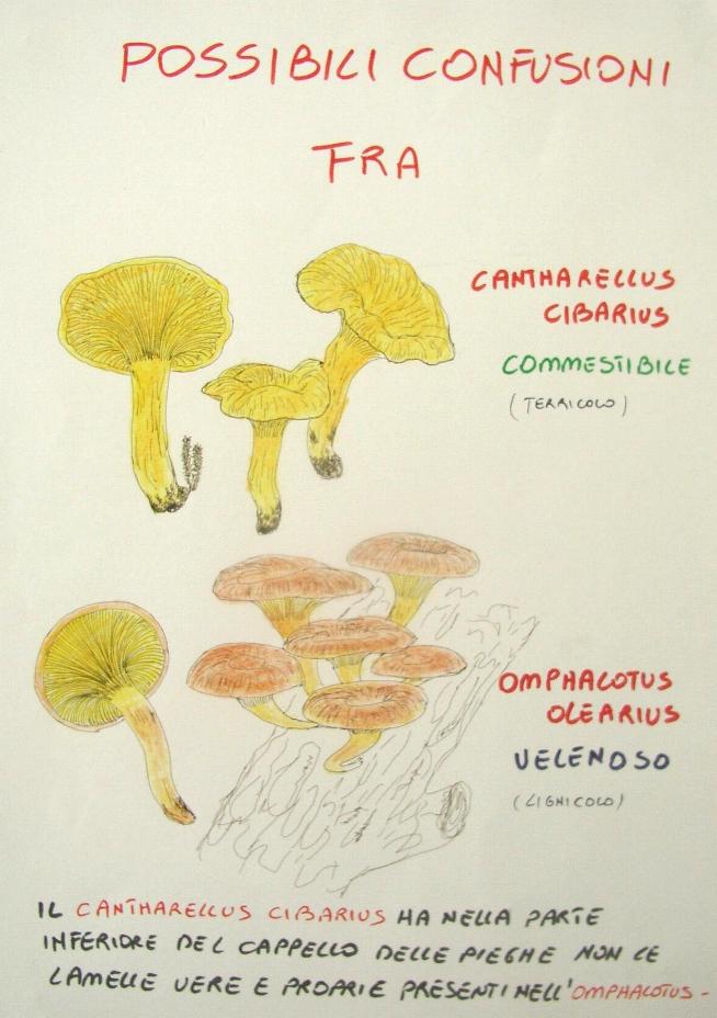 una mostra micologica