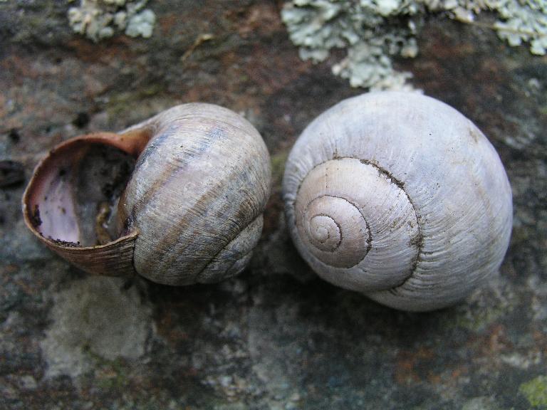 Helix (Helix) calabrica  Westerlund,1876