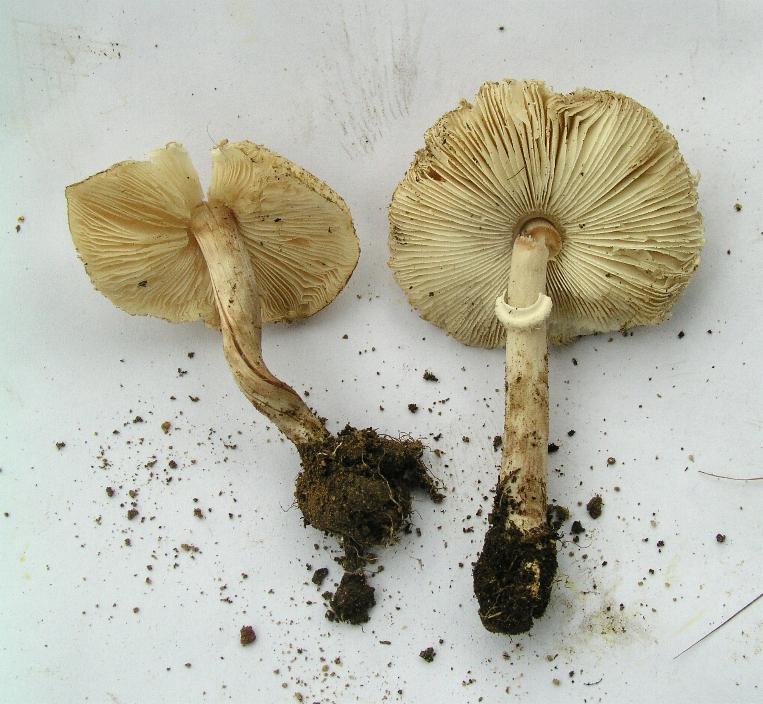 Funghi pericolosi