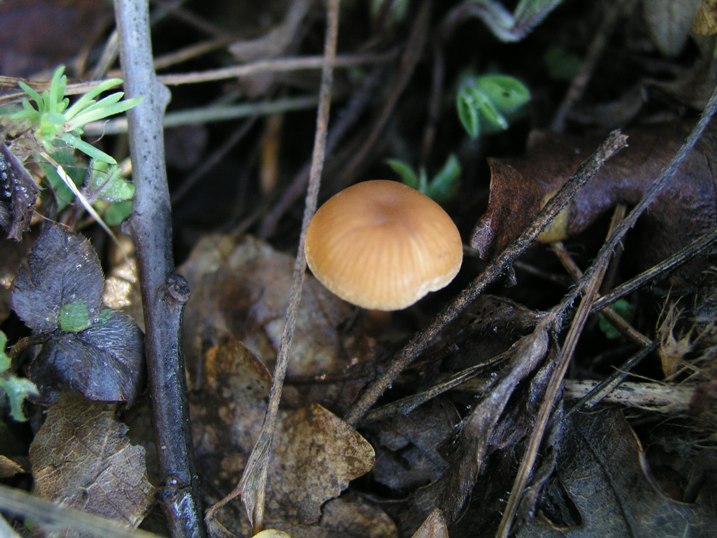 Galerina Calabresi 21.11.07