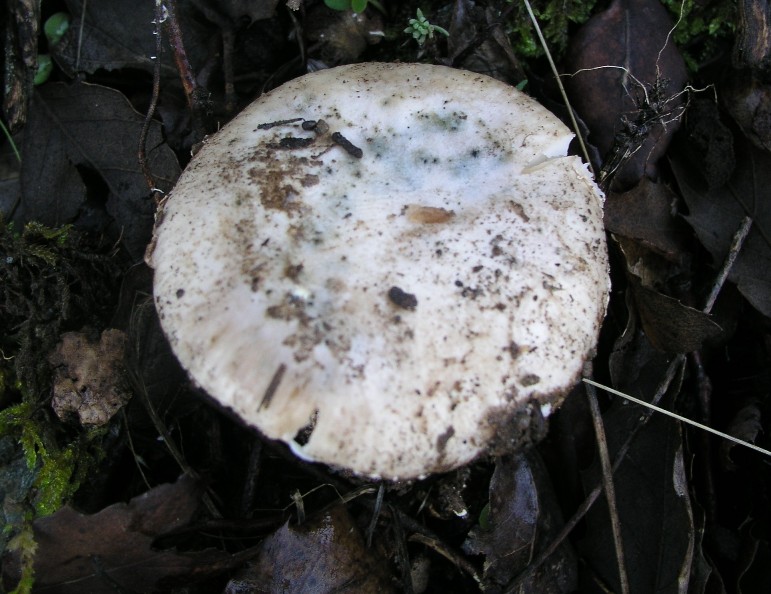 Amanita curtipes