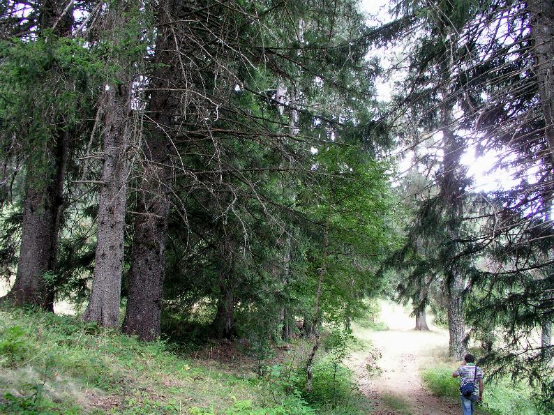 Galerina  nel Parco Naz. della Sila