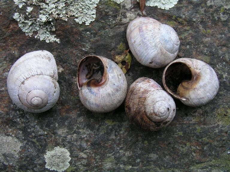 Helix (Helix) calabrica  Westerlund,1876