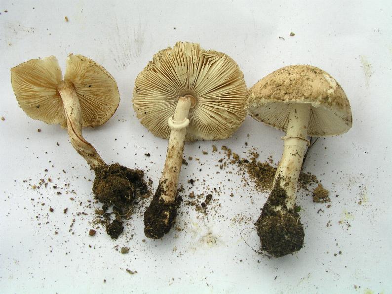 Funghi pericolosi