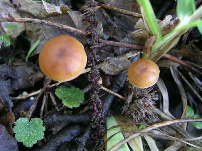 Galerina Calabresi 21.11.07