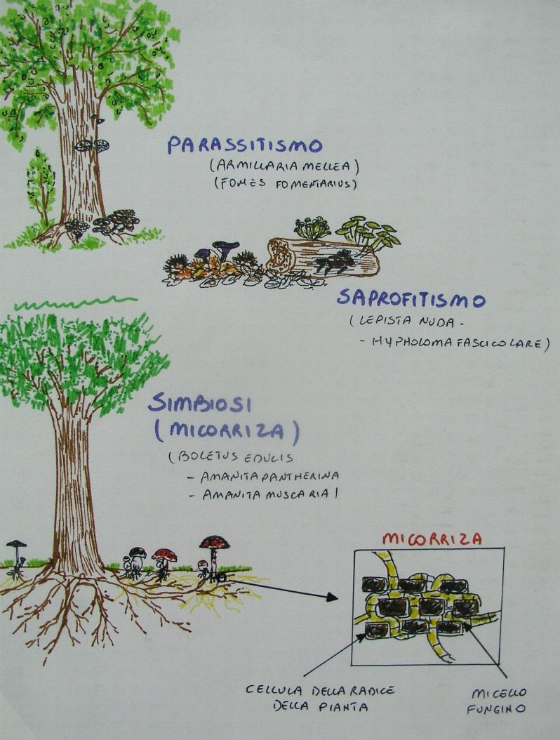 una mostra micologica