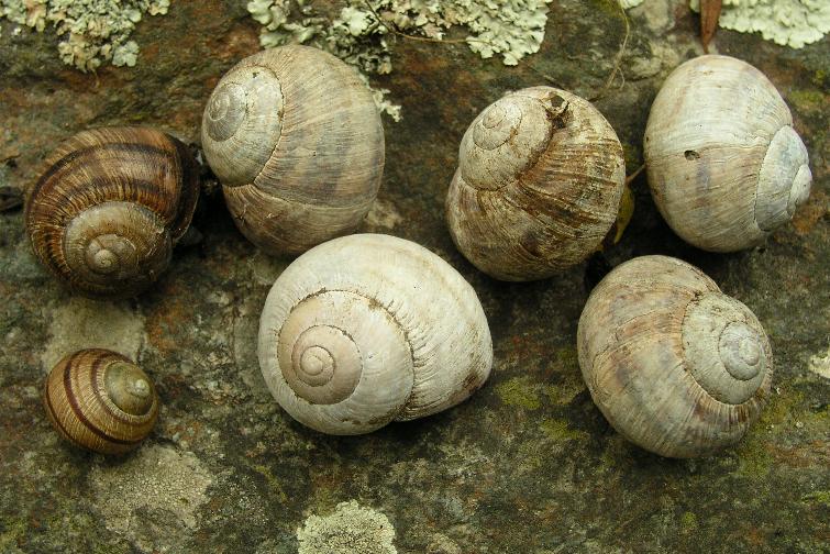 Helix (Helix) calabrica  Westerlund,1876