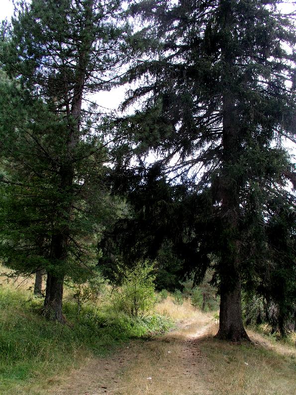 Galerina  nel Parco Naz. della Sila