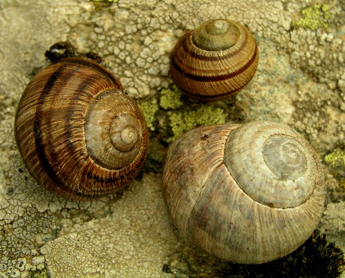 Helix (Helix) calabrica  Westerlund,1876