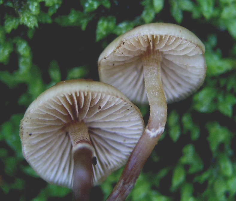 Galerina Calabresi 21.11.07