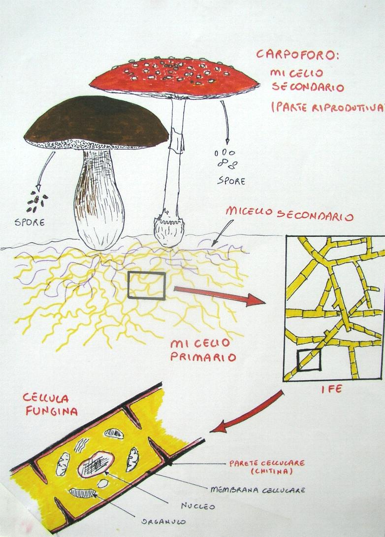 una mostra micologica