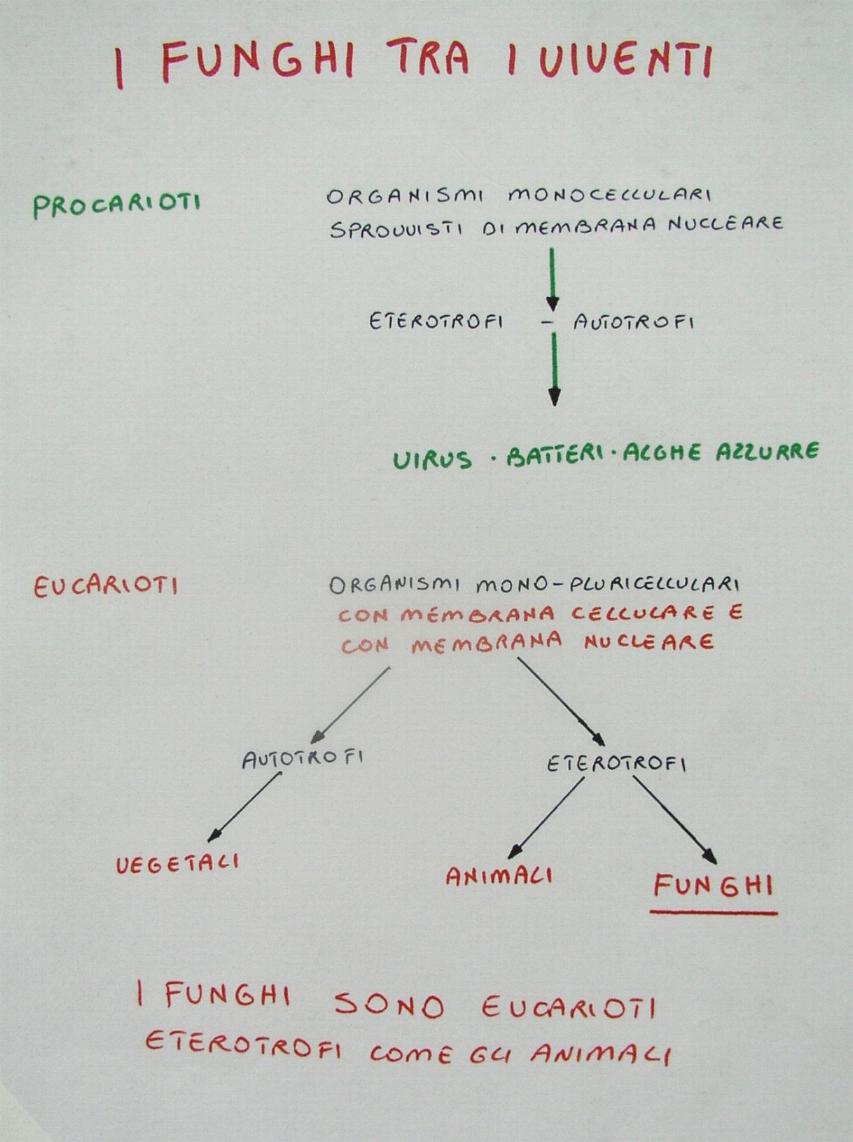 una mostra micologica