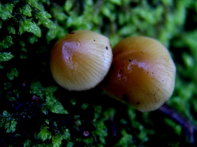 Galerina Calabresi 21.11.07