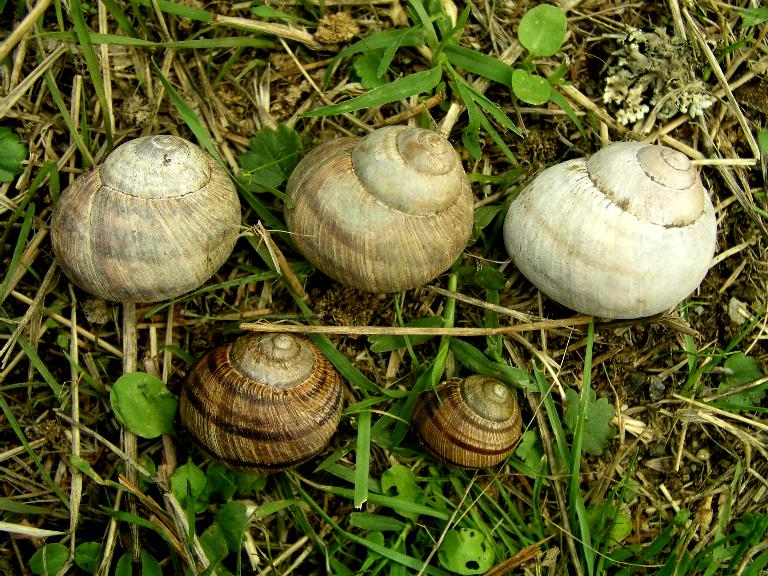 Helix (Helix) calabrica  Westerlund,1876