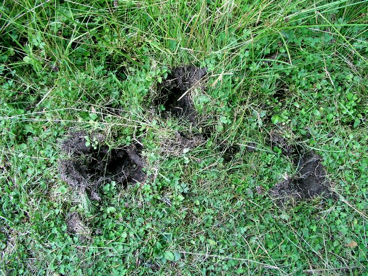 Galerina  nel Parco Naz. della Sila