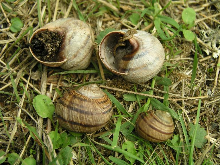 Helix (Helix) calabrica  Westerlund,1876